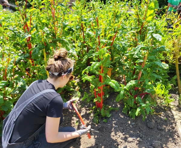 Woman harvesting rainbow chard in a community garden